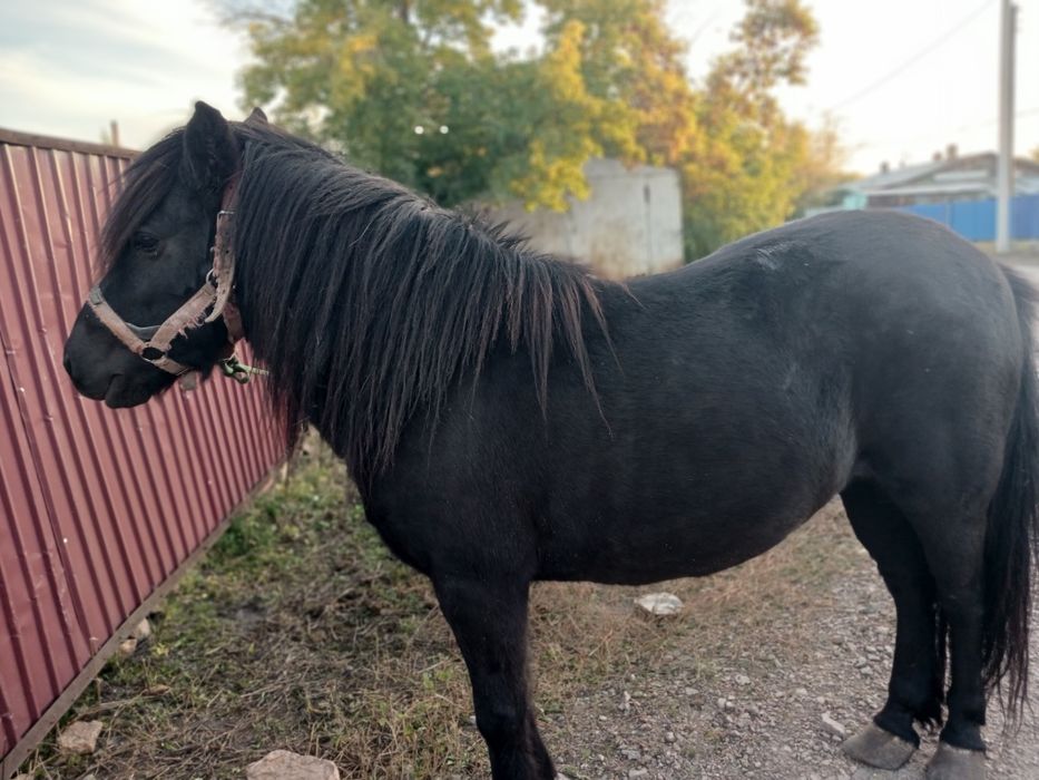 Продам пони шотландская