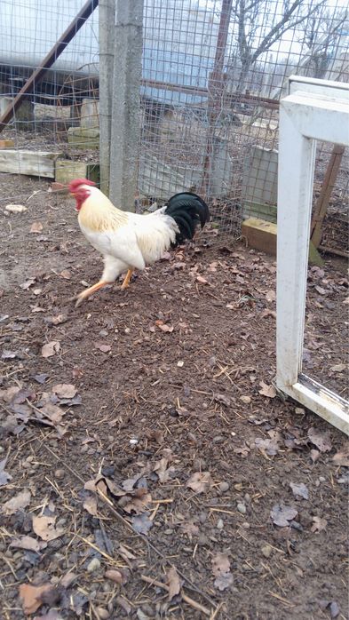 Vând cocoș de casă