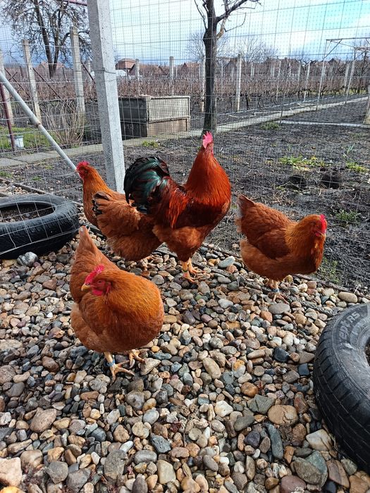 Familie gaini new hampshire