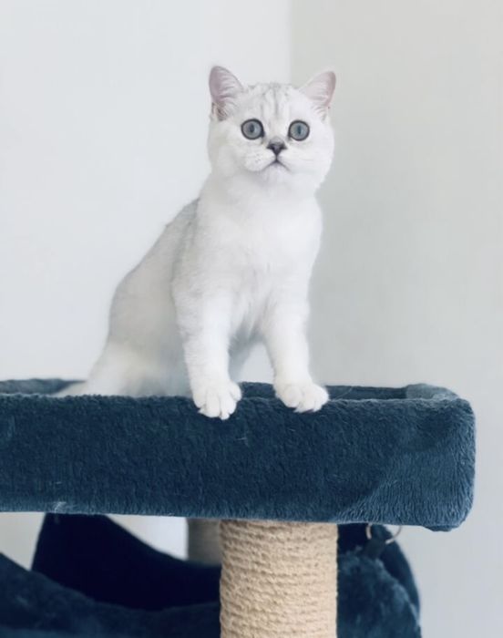 Британские котята серебристая шиншилла