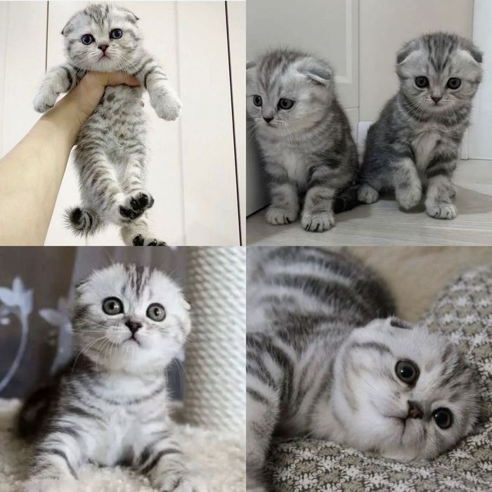 Шотландские скоттиш-фолды мрамор на серебре!