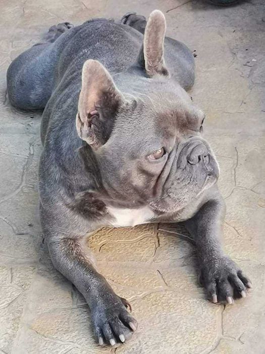 френско булдоче лилак тан