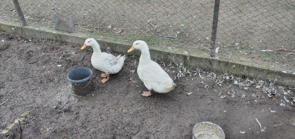 Vând rate mute și gălăgioase