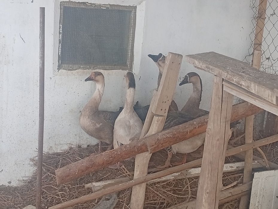 Гусиные (каз) яйца на инкубацию