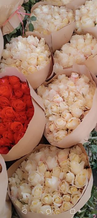 Атиргул Кучатлари етиштириш