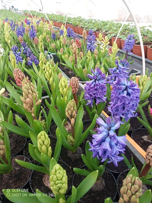 Flori, zambile, primule, cyclamen, panseluțe