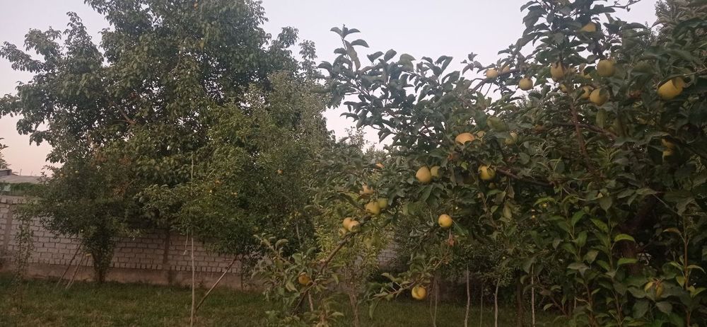 Uy va ferma sotiladi