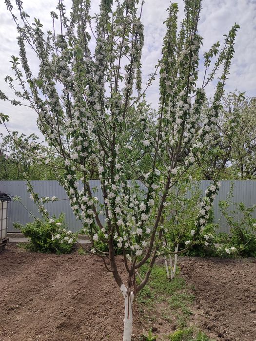 Продам дачу с домом С/о Химик
