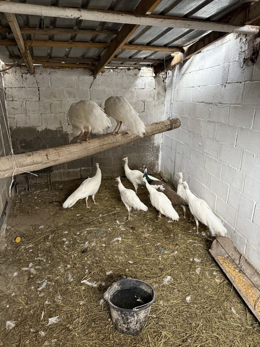 Срочно продам белых павлинов