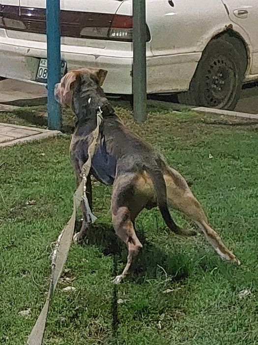 Стаффордширский терьер, мальчик