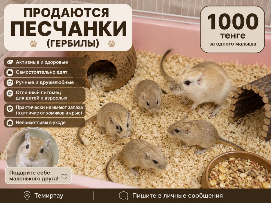 Песчанки ручные , хомяки