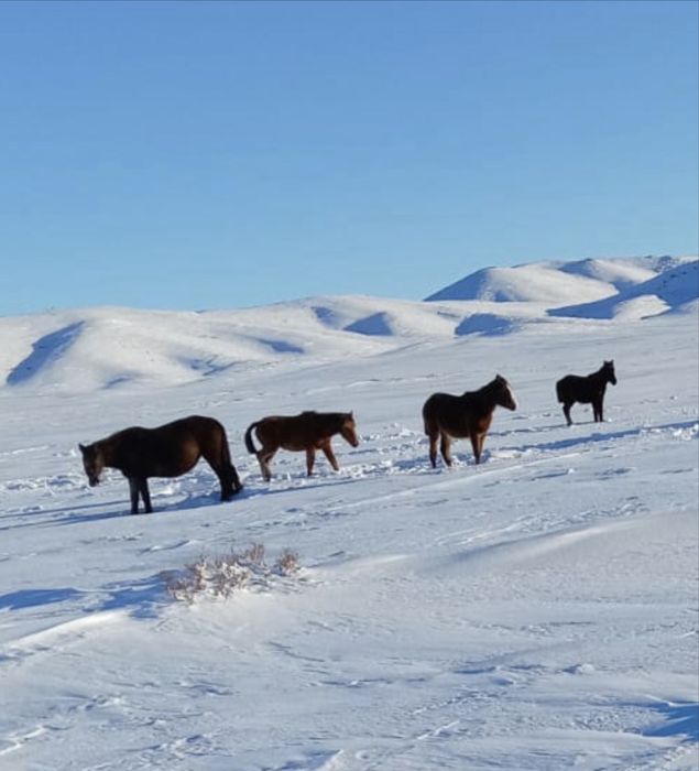 Тайлар сатылады. Еркек тайлар. Он бес бас. Қарқаралы ауданы.