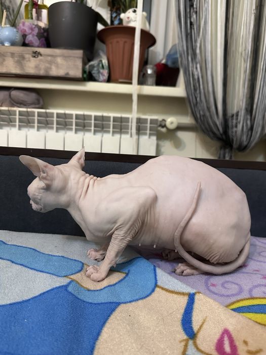 Канадский сфинкс-кошка