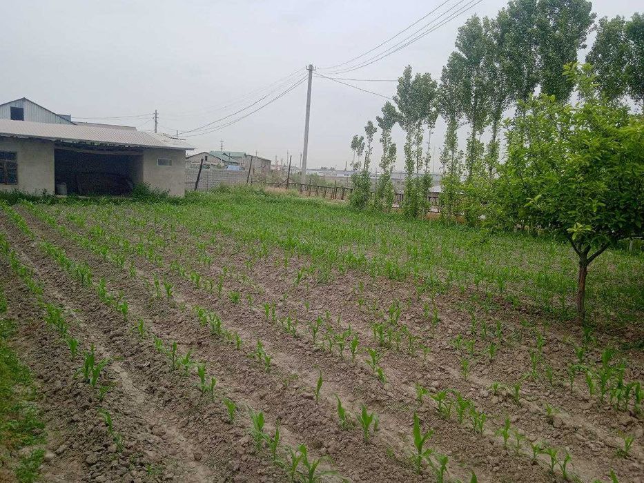 Yer uchastka 6 sotix