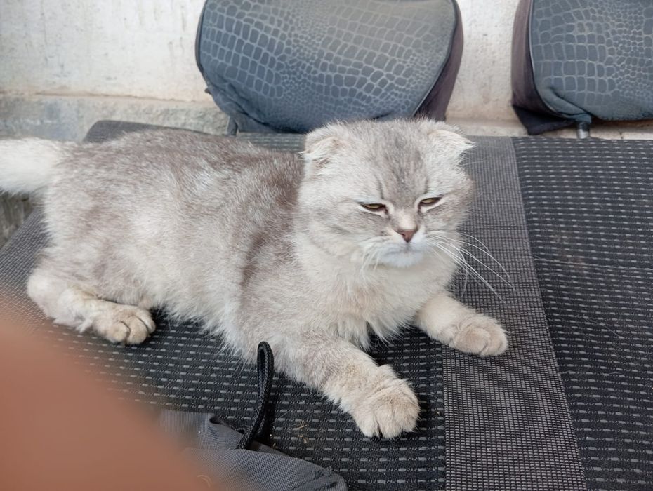 Шотландский мысық