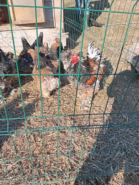 Ouă Brahma porțelan