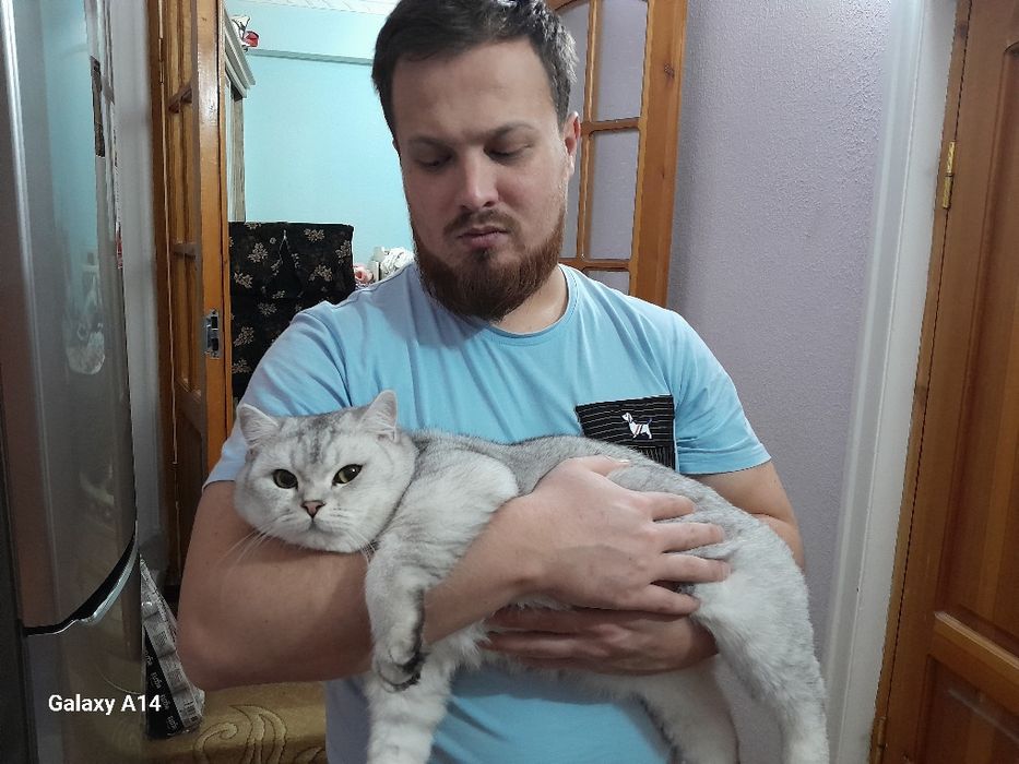 Кот для вязки, коту 9 месяцев. Серебристая шиншилла