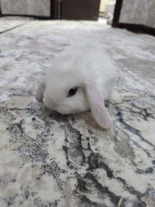 Quyonchalar dekorativniy