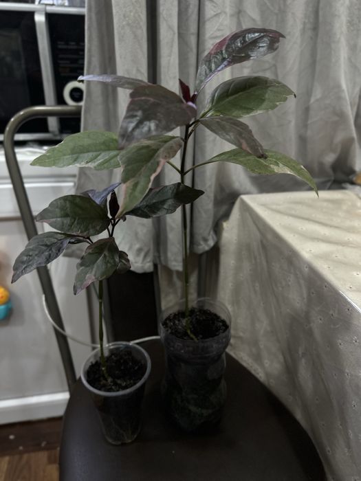 Продам комнатные растения