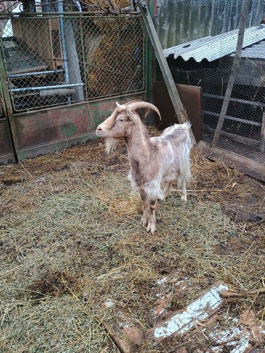 Vând capra gestantă