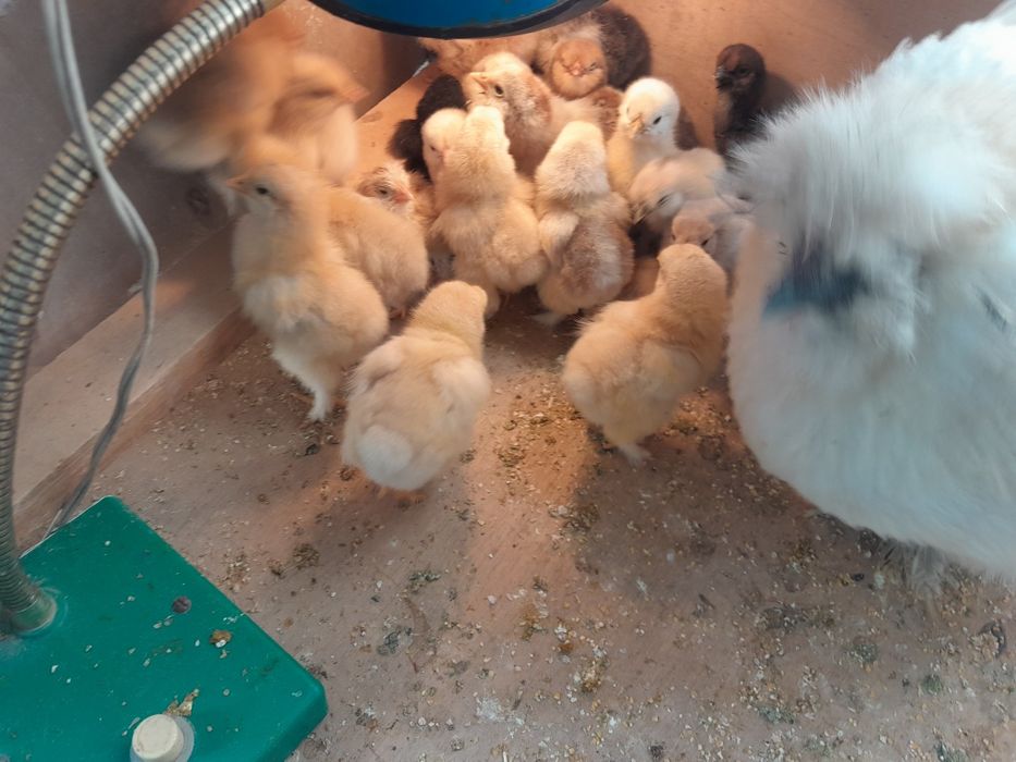 Prodayutsya teplyata  kohinhena rpaleviye mramori i beliye