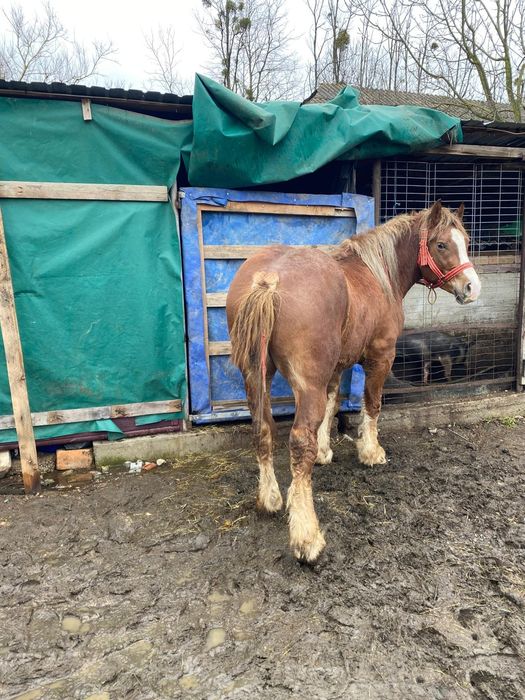 Harmasar de vinzare vistra 3 ani proba la fata locului  ,foarte cumint