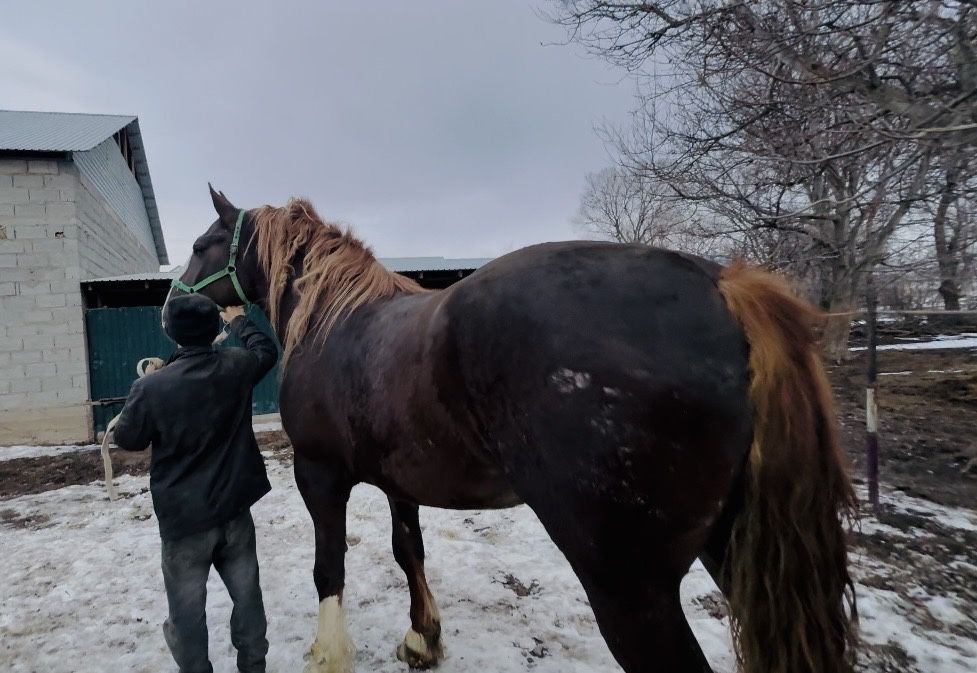 Продам Элитную Кобылу