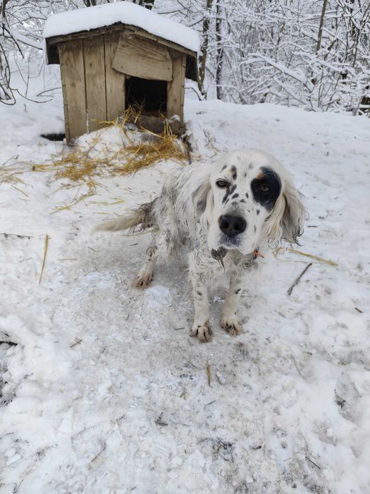 Ловно куче Сетер