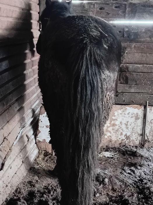 Еркек бордақы малдар