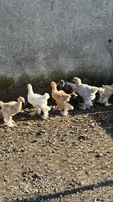 Pui brahman varsta 1 luna