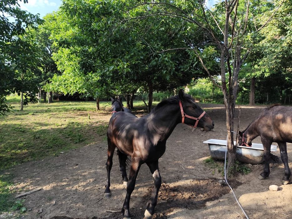 Cai si manzi de vanzare vine intretinuti