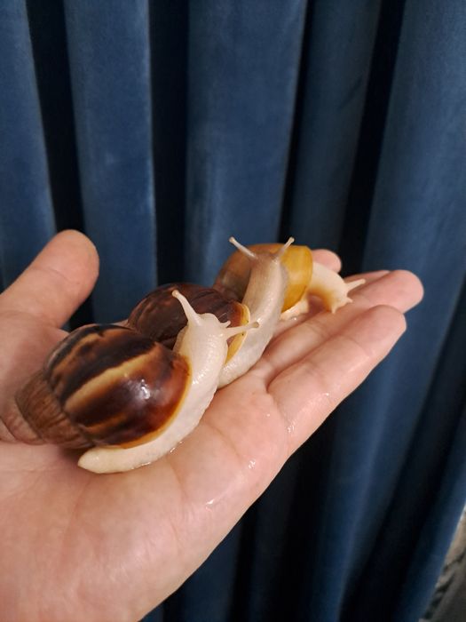 Улитка ахатин косметологический