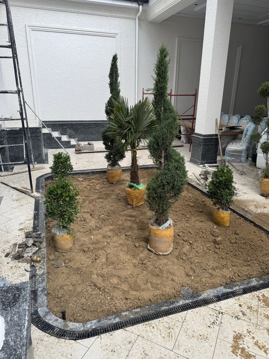 Gazon tayor  rulon  landshft dizyin xizmatlri dorilash xizmati