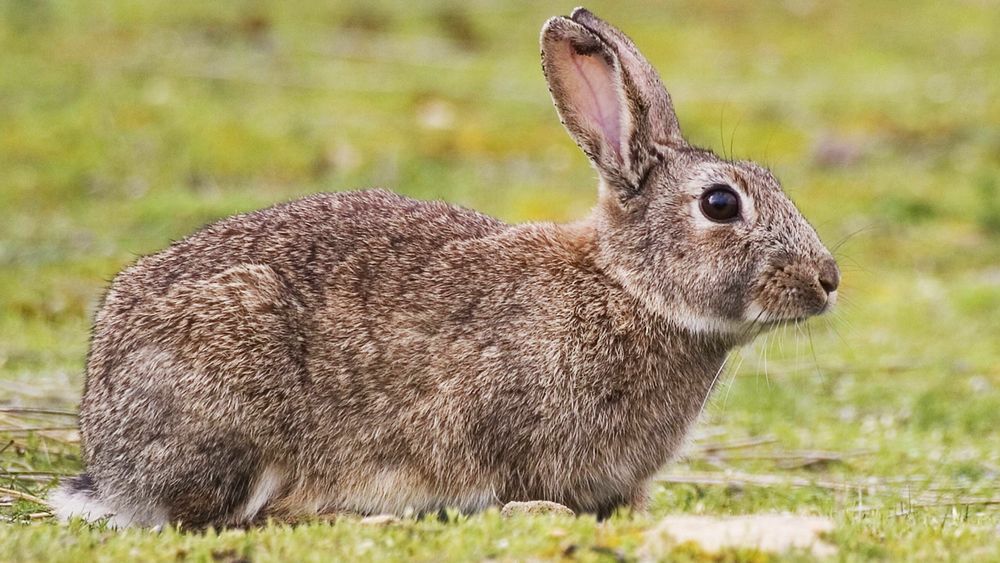 Кролики на развод