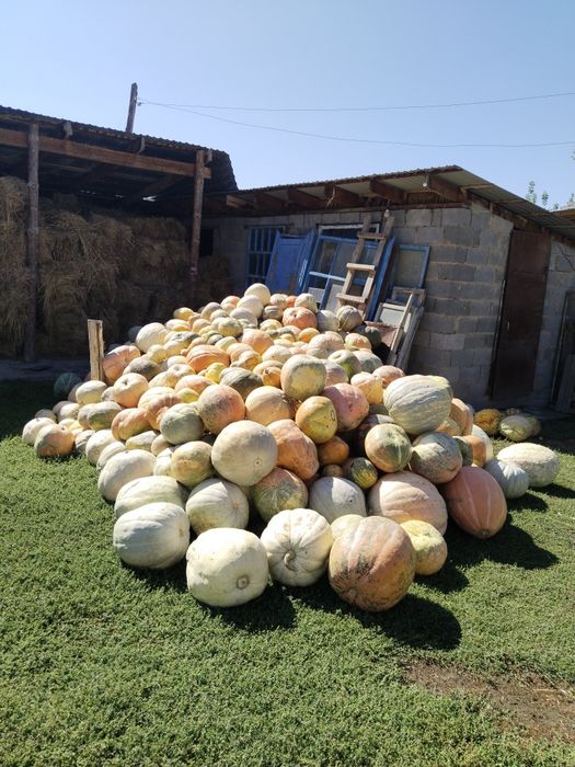 Продам тыкву кормовая