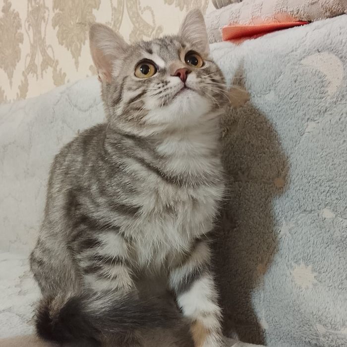 Котята метисы мальчики, приучены к лотку, кушают всё хорошо