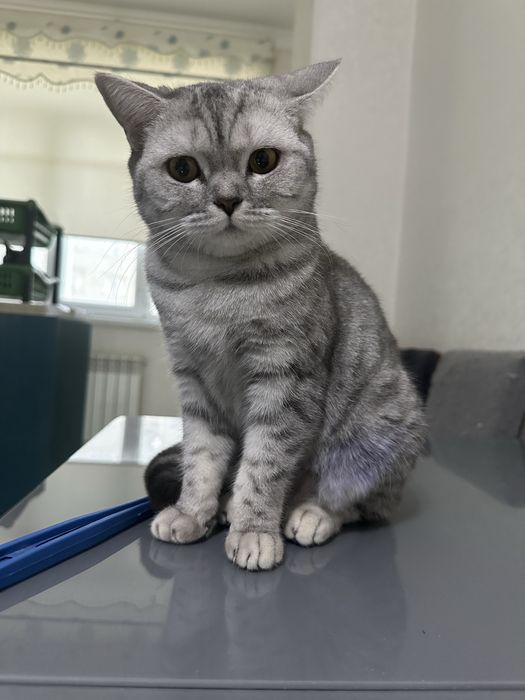 Шотландская кошка