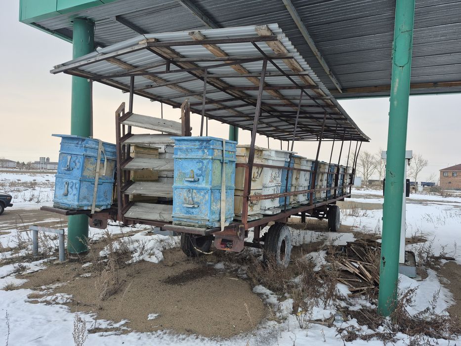 Пасика для пчёл с ульями