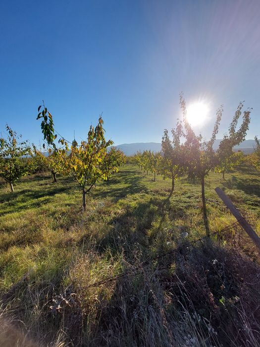 Овощна градина с.Дворище