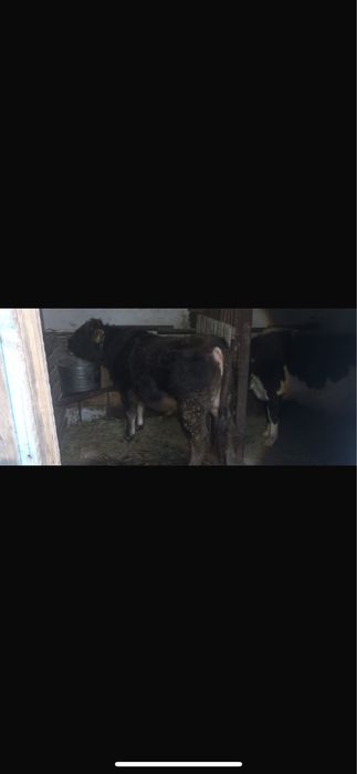 3 Бас Бұқа Сатылады