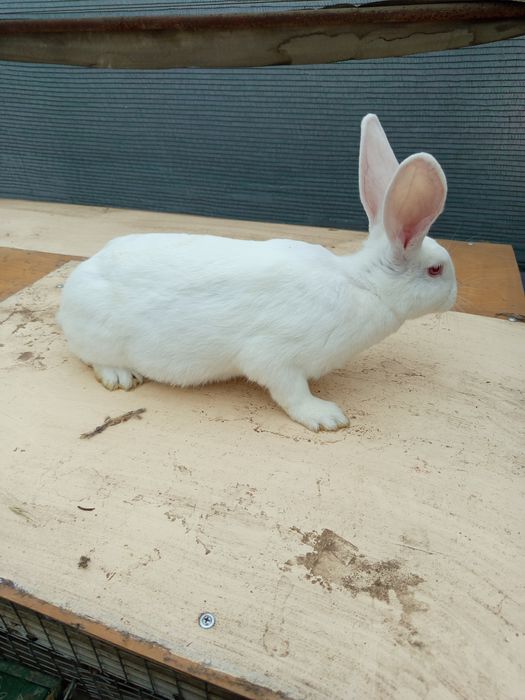 Зайци мъжки и женски