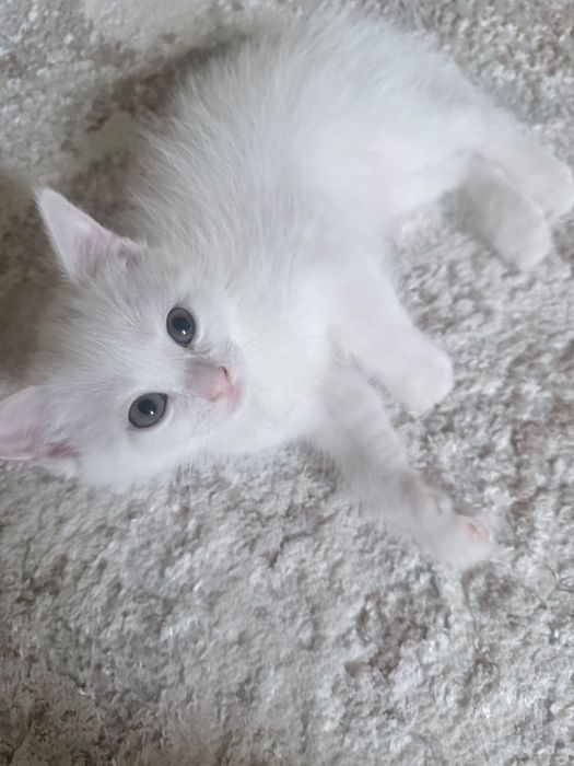 Котята, мальчик и девочка