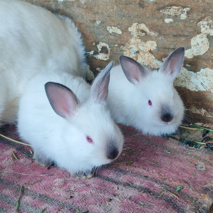 Kalif quyonlarimiz sotiladi. Harxilidan bor.