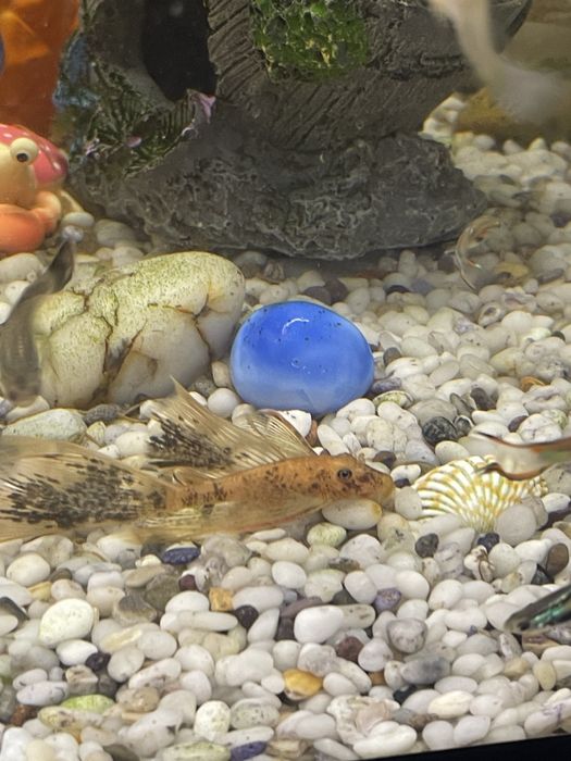 Сомки три колор lda-016