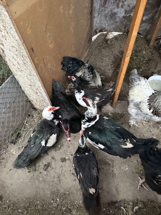 млади неми патици