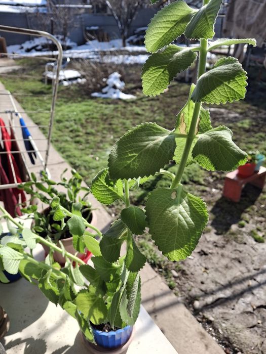 Комнатные цветы распродажа!