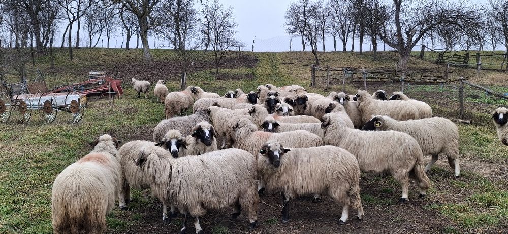 Vând oi breze turcane