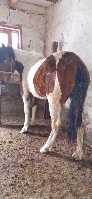 Тайдан байталға шығады