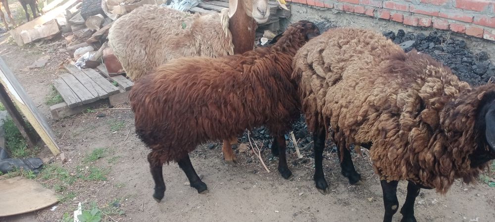 Продам барашков,овечек
