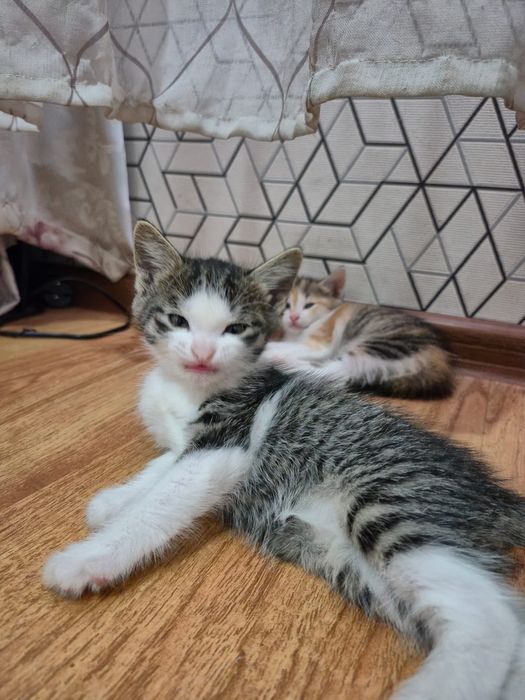 Отдам котёнка в хорошие руки